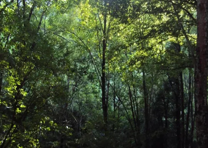 Large With Sauna, Villa